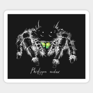 Phidippus audax Magnet